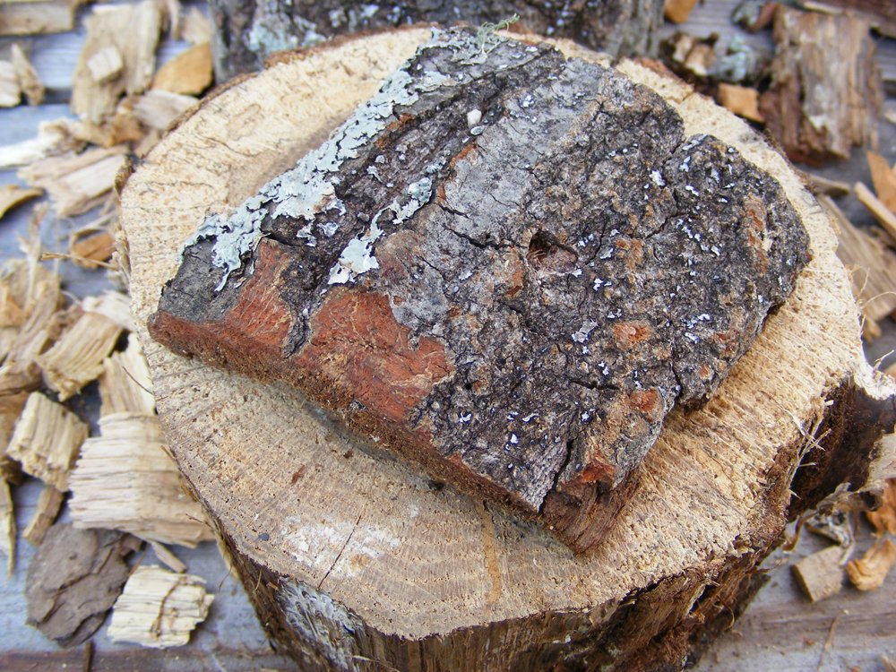 Tree Bark Micro Geocaching Container