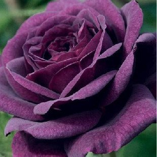 100 climbing purple rose seeds