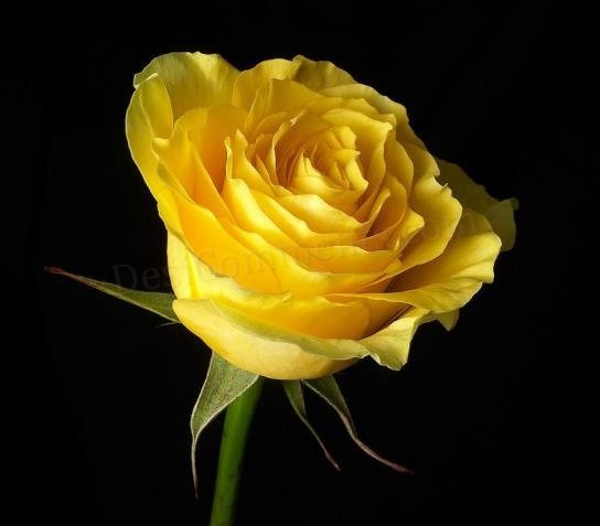 100 yellow rose seeds
