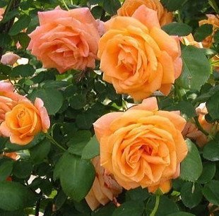 100 climbing orange rose seeds