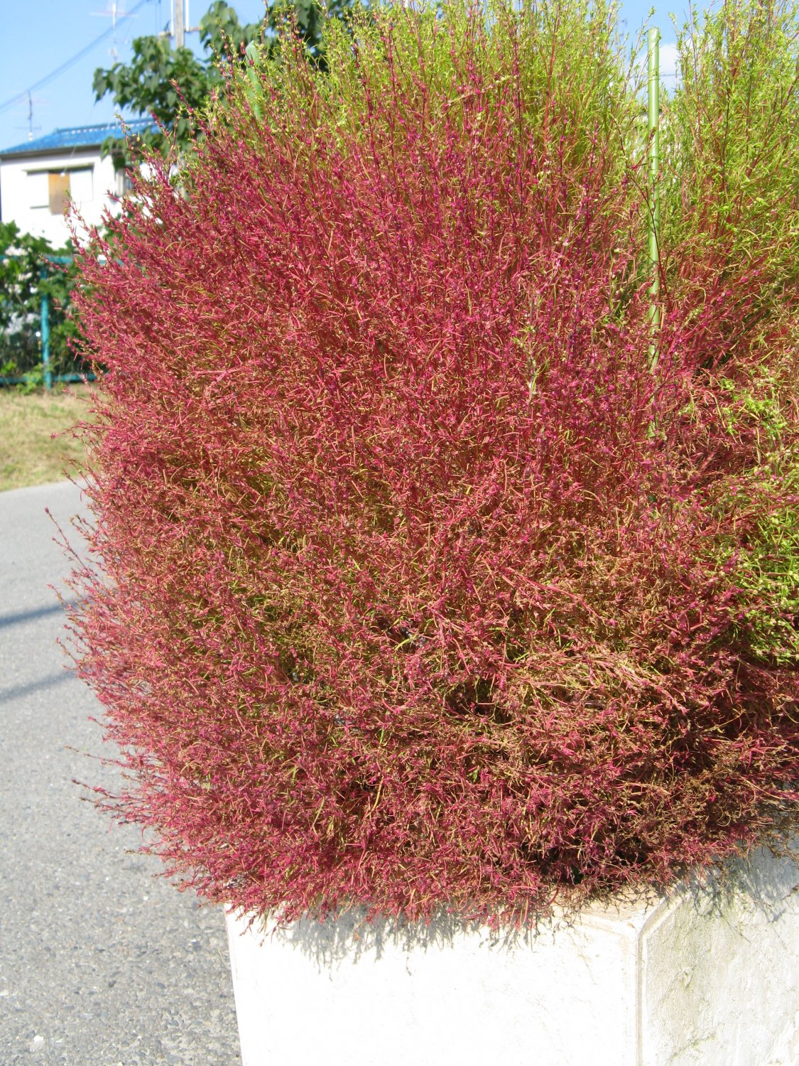 100 Kochia scoparia seeds