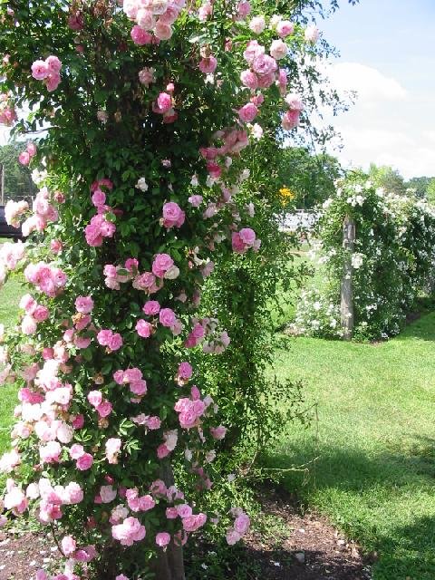 100 climbing pink rose seeds