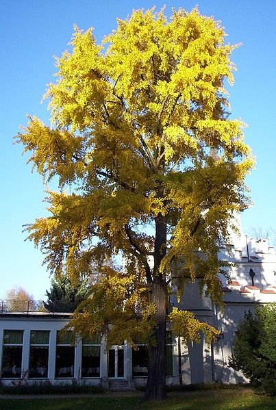 20 ginkgo tree seeds