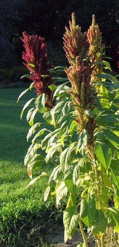 500g amaranth seeds