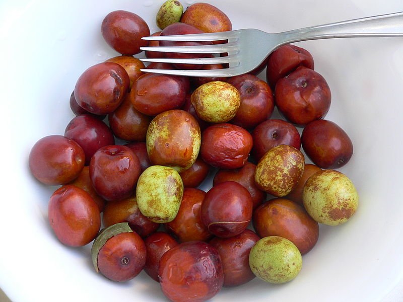800 Jujube seeds