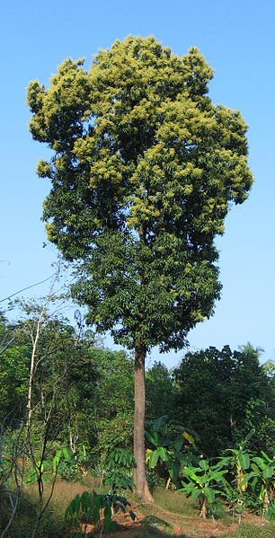 800g mango seeds