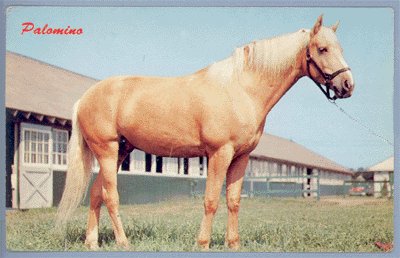 Vintage Postcard HORSE Palomino DEXTER PRESS 1950s