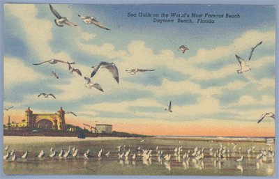 Vintage Postcard SEA GULLS Daytona Beach FLORIDA Linen