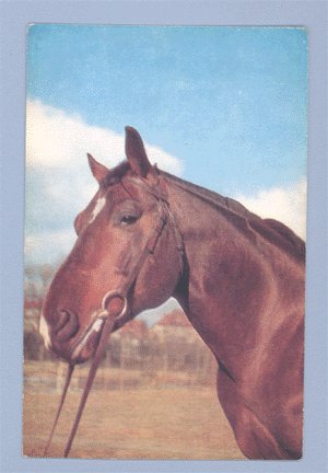 Vintage Postcard ALFRED MAINZER Red Horse 1950s