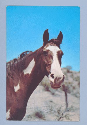 Vintage Postcard ALFRED MAINZER Red & White Horse 1950s