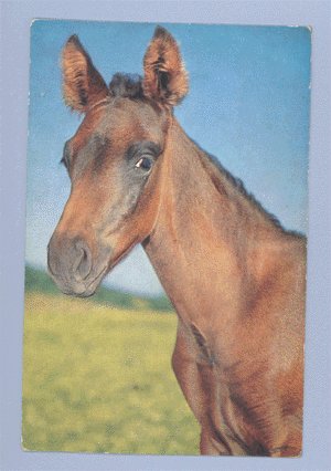 Vintage Postcard ALFRED MAINZER Red & Black Horse 1950s