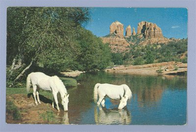 Vintage Postcard OAK CREEK CANYON Arizona HORSE