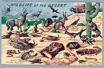 Vintage Postcard PETLEY Wild in South West 1958 LARRY