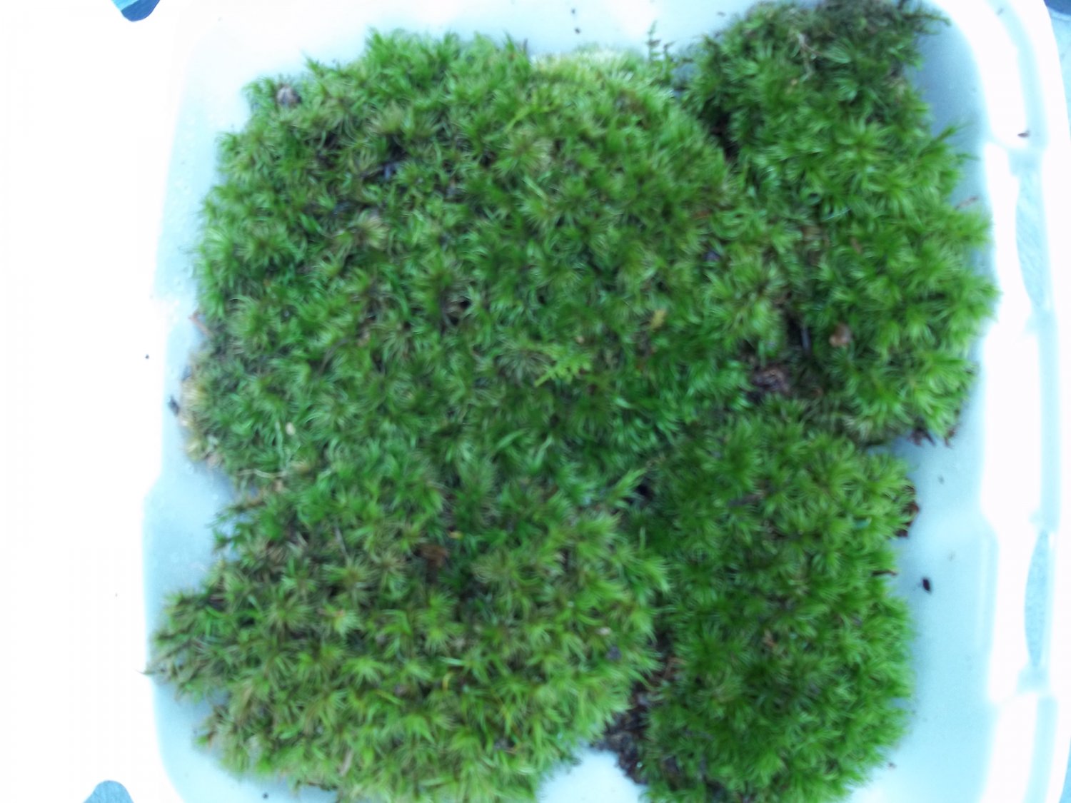 FRESH LIVE FROG MOOD MOSS - BIG 5" - 7" PIECES FOR VIVARIUM