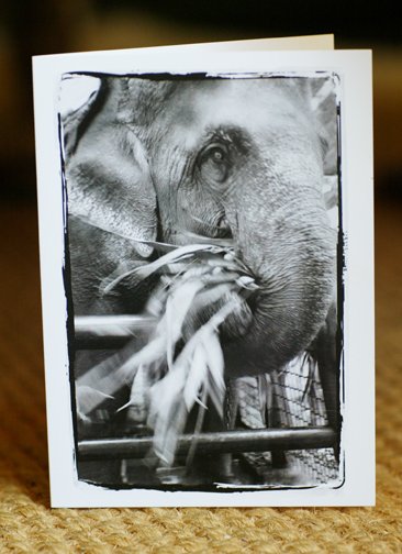 Elephant Card