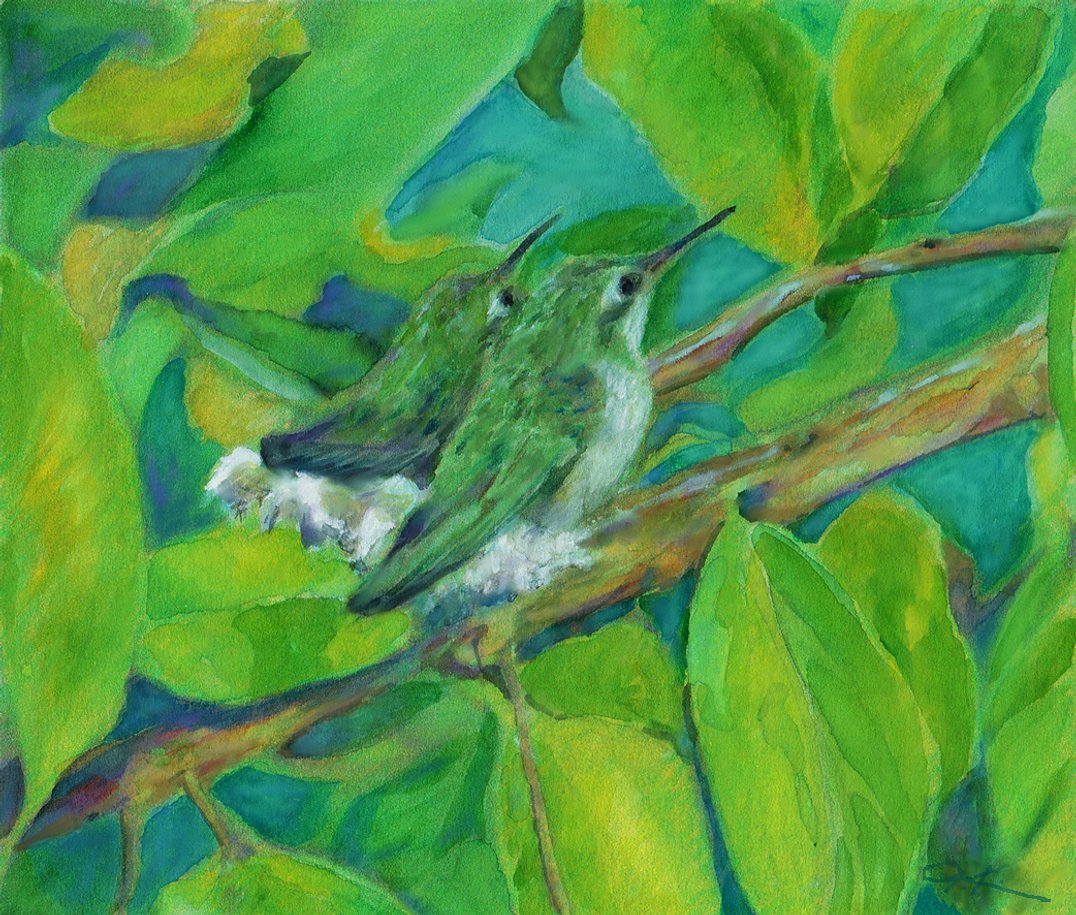Baby Hummingbirds