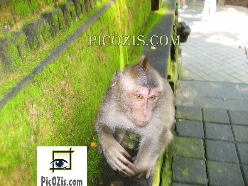 VAN001201109 - Monkey in Bali - 20x30cm (8x12")