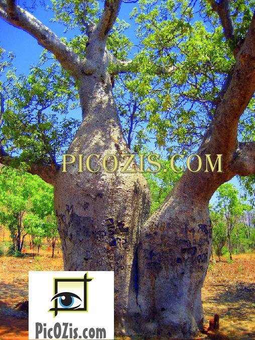 VLA002201109 - Baubab Tree - 28x35cm (11x14")