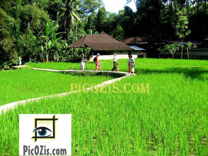 VLA003201109 - Bali landscape - 28x35cm (11x14")