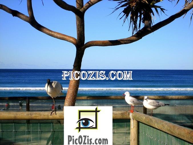 VAN002201109 - Birds in the Gold Coast - 15x20cm (6x8")