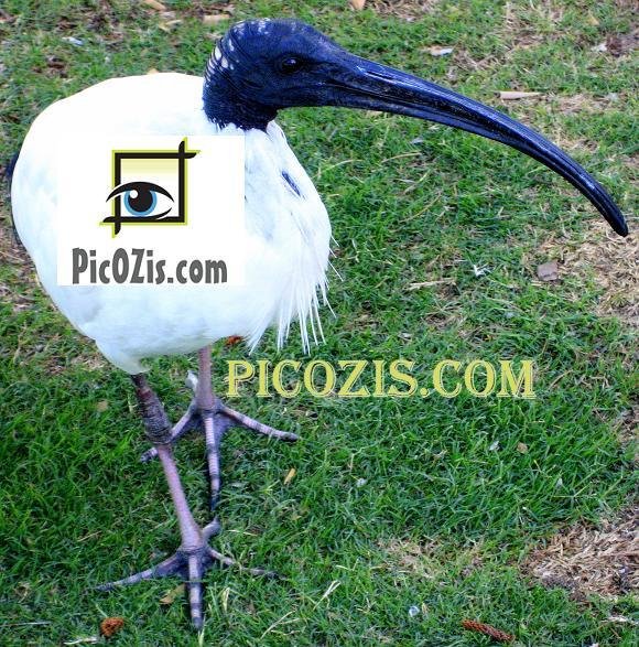 VAN003201109 - Australian Bird - 15x20cm (6x8")