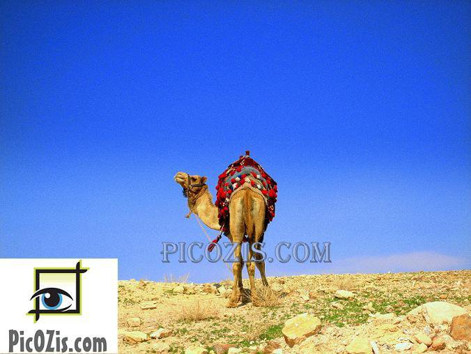 VAN006201109 - Camel - 13x18cm (5x7")
