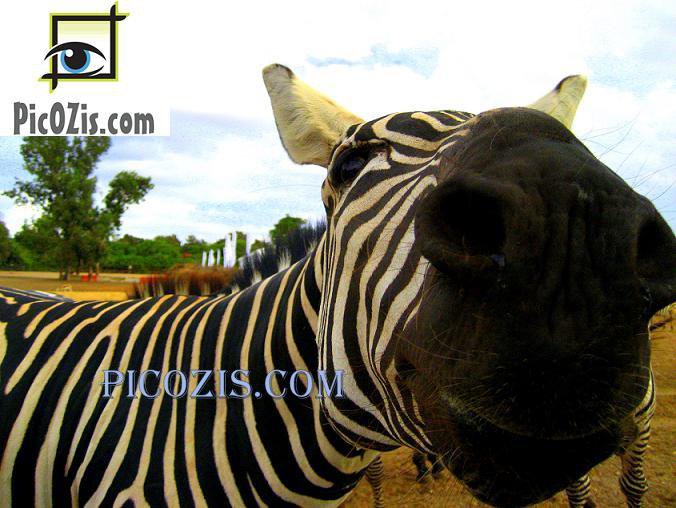 VAN007201109 - Zebra - 28x35cm (11x14")