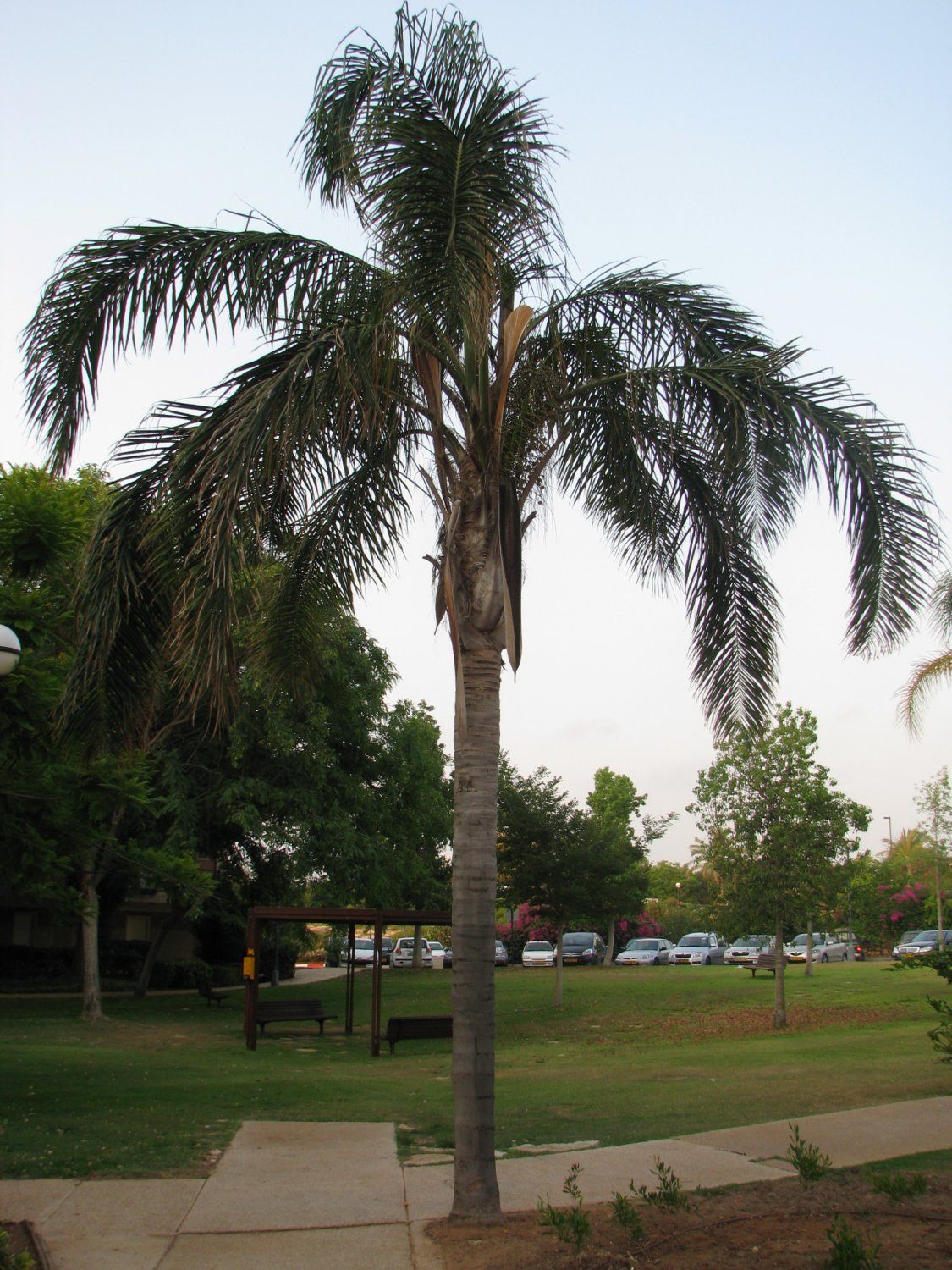 Queen palm seedsSyagruss Romanzoffiana 10 seeds