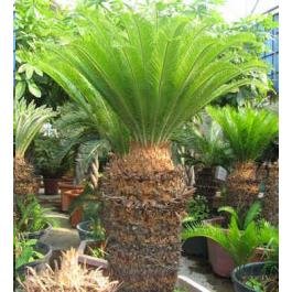 Sago Palm Tree - Cycas revoluta - 10 Quality fresh seeds