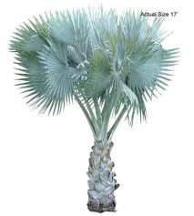 bismarkia nobilis silver blue palm tree 10 seeds Drought and cold tolerant