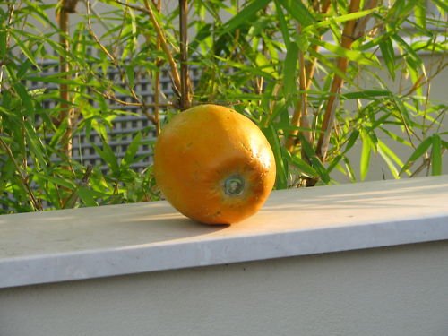 Papaya Tree 25 seeds Sweet and tasty kind very hardy