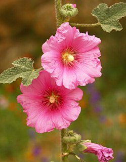 Alcea setosa Bristly Hollyhock Striking beauty wild tall flower tiny seeds