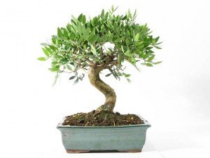 Pistacia lentiscus (mastic tree) 30 fresh seeds bonsai or outdoor