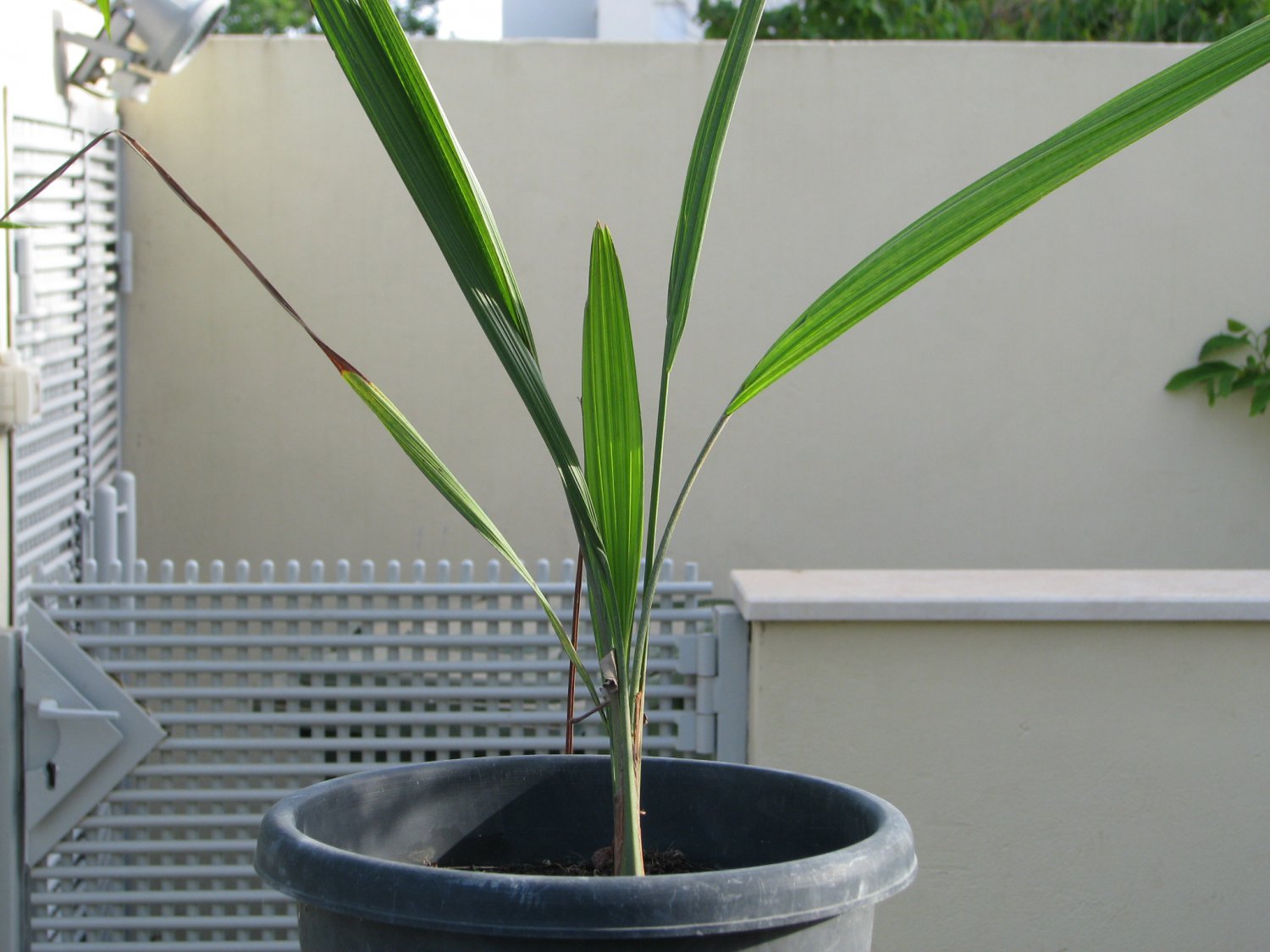 Butia Capitata"Pindo Palm" 1 seedling. cold hardy palm easy grow.