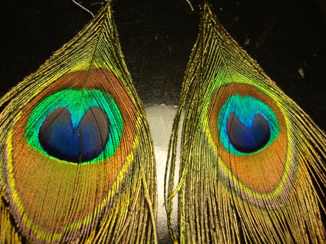 Peacock Feather Earrings Pair