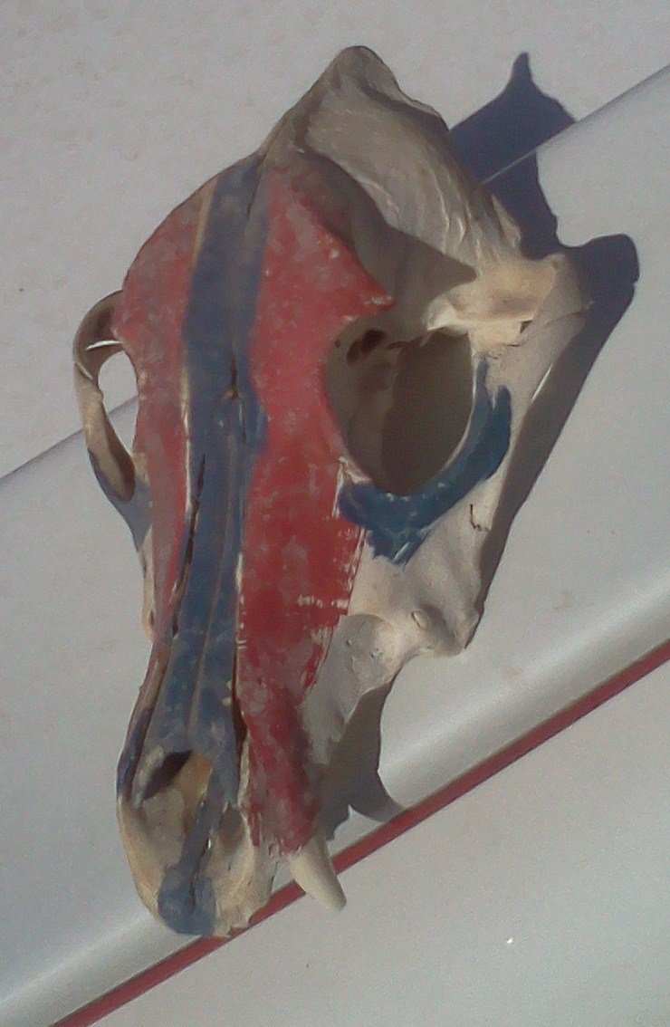 PAINTED JAVELINA SKULL