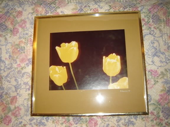 Vintage Framed Yellow Tulips Original Photograph 1977