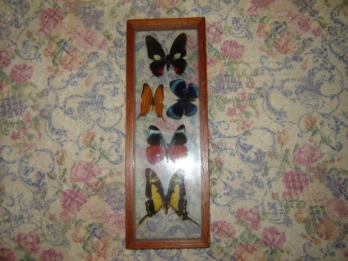 Vintage Framed Butterfly Collection