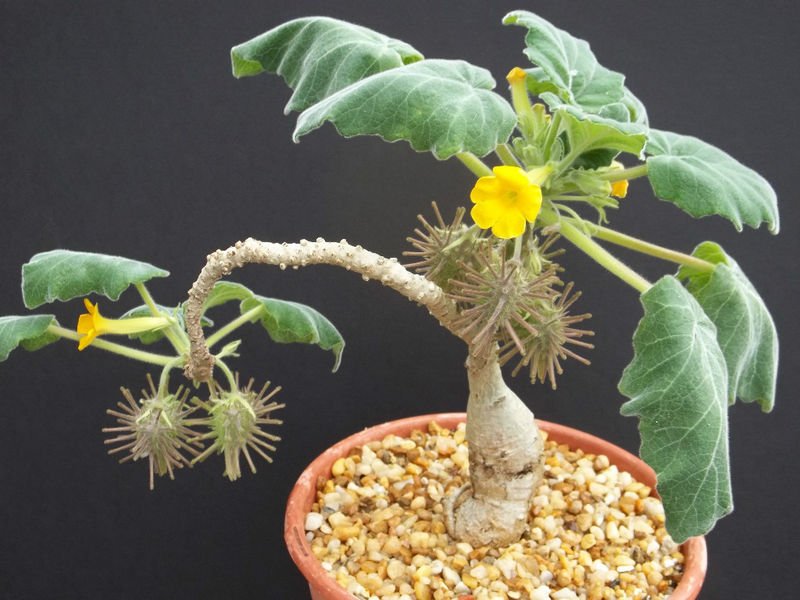 Uncarina Roesliana 5 seeds rare succulent plant caudiciform bonsai