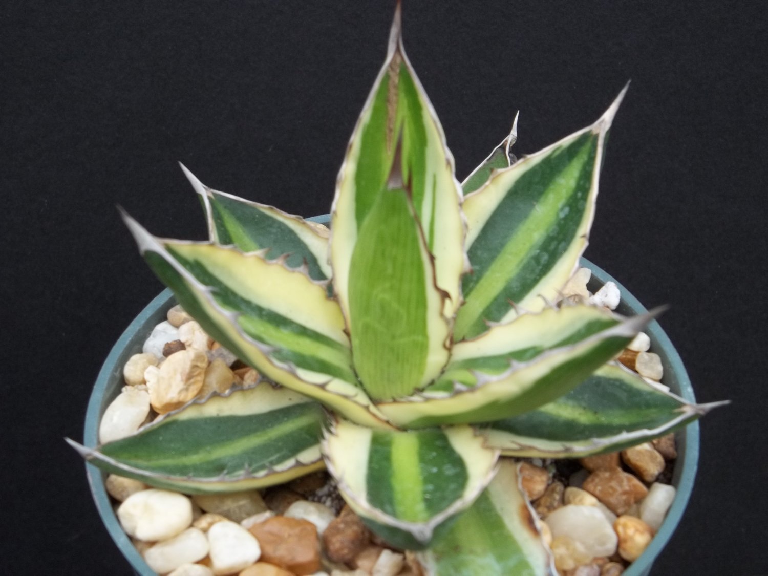 Agave lophanta quadricolor variegated succulent plant