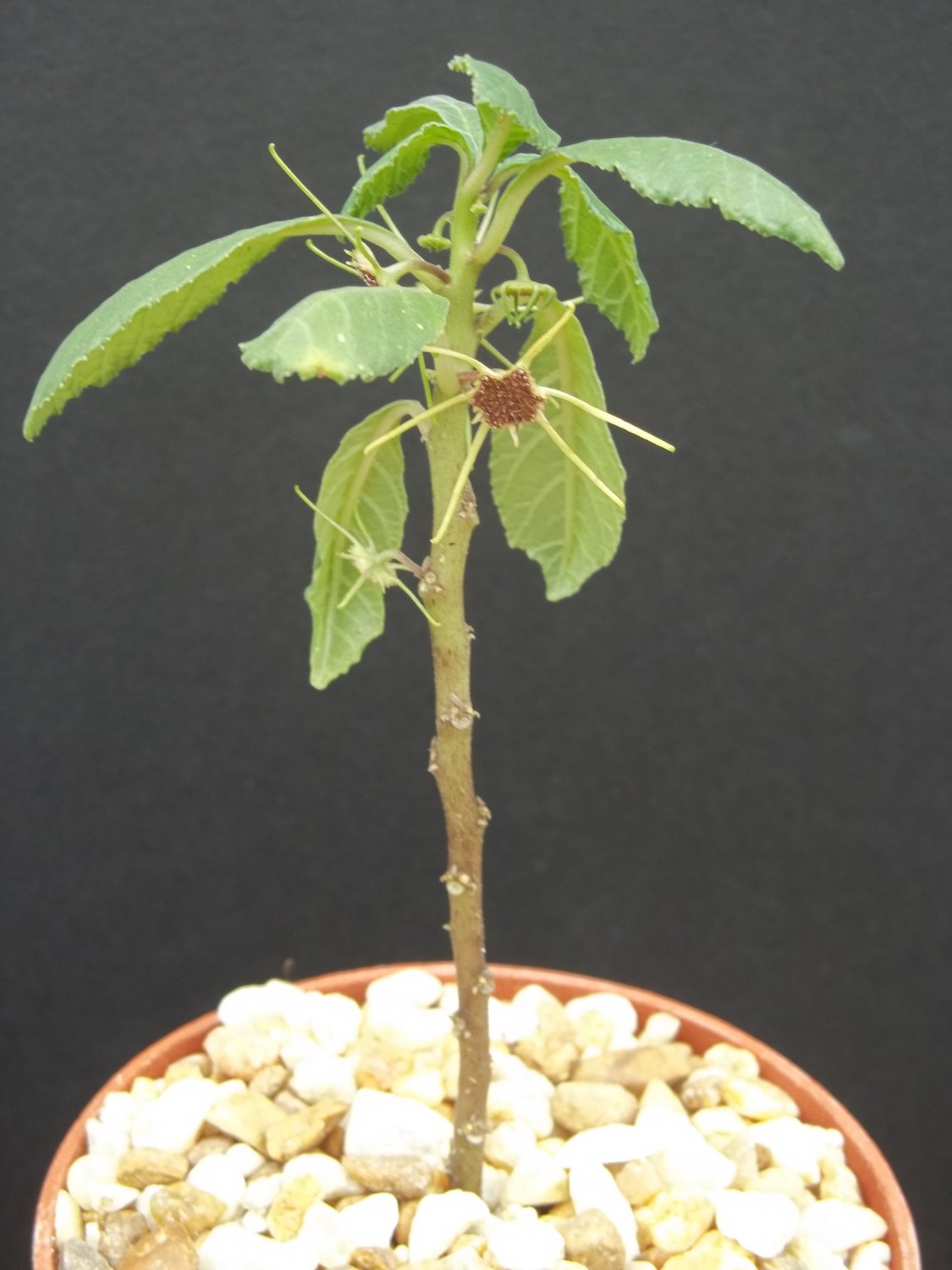 Dorstenia Radiata rare succulent plant bonsai cauduciform