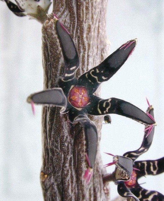 Rhytidocaulon macrolobum rare succulent plant seed 5 seeds