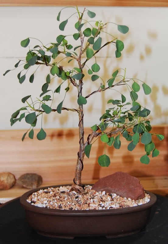 Euphorbia misera rare succuent plant exotic 5 seeds