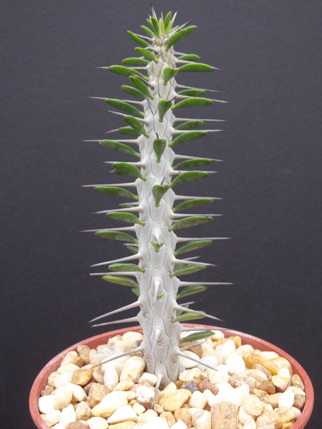 Alluaudia procera rare succulent plant exotic Madagascar Ocotillo