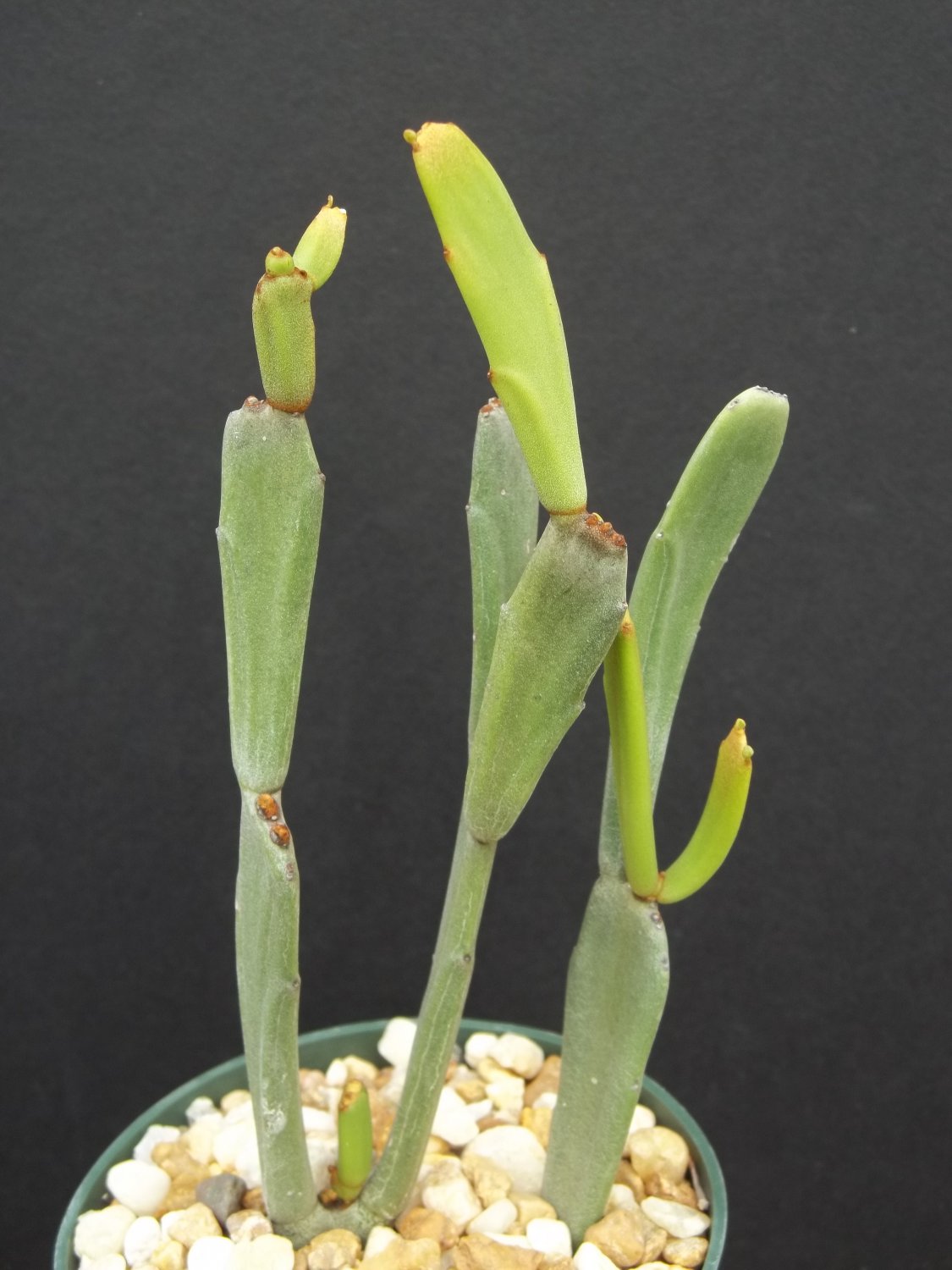 Euphorbia xylophylloides rare succulent plant bush cactus cacti