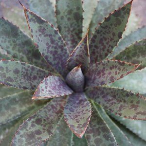 Manfreda bloodspot @ succulent rare agave seed 50 SEEDS