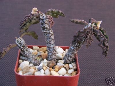 Euphorbia decaryi rare succulent cactus plant agave #2"
