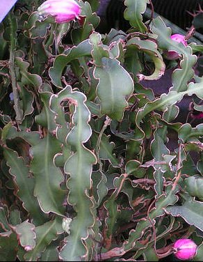 Epiphyllum curly locks, rare cacti cactus seed 50 SEEDS
