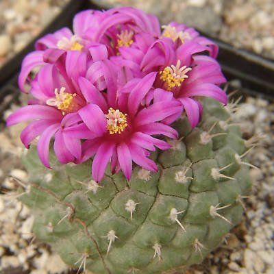 Strombocactus ssp esperanzae rare cactus seed 100 SEEDS