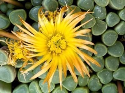 Fenestraria rhopalophylla @J@ baby toes seed 50 SEEDS